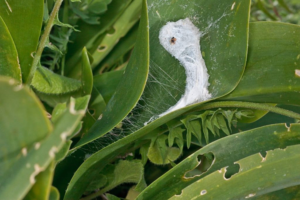 Micrommata ligurina con ovisacco - Malta